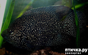 фотография: Аквавойны 3. Конец легенды. фото: Аквавойны 3. Конец легенды.