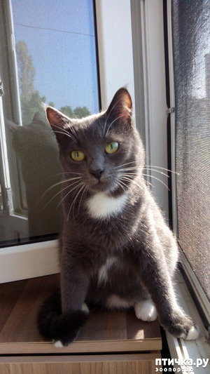 фотография: Стрижи улетели фото: Стрижи улетели