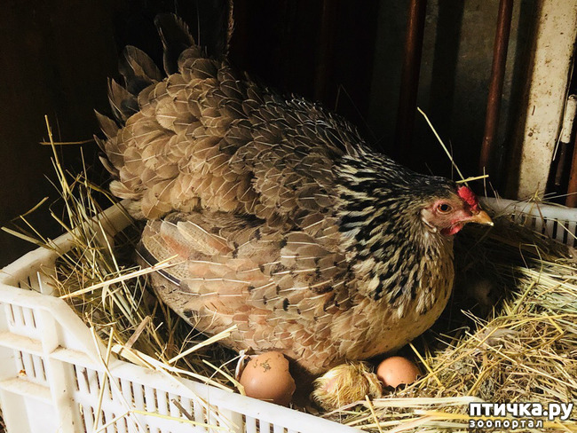 ���� 7: ��� �������, ������������!!!