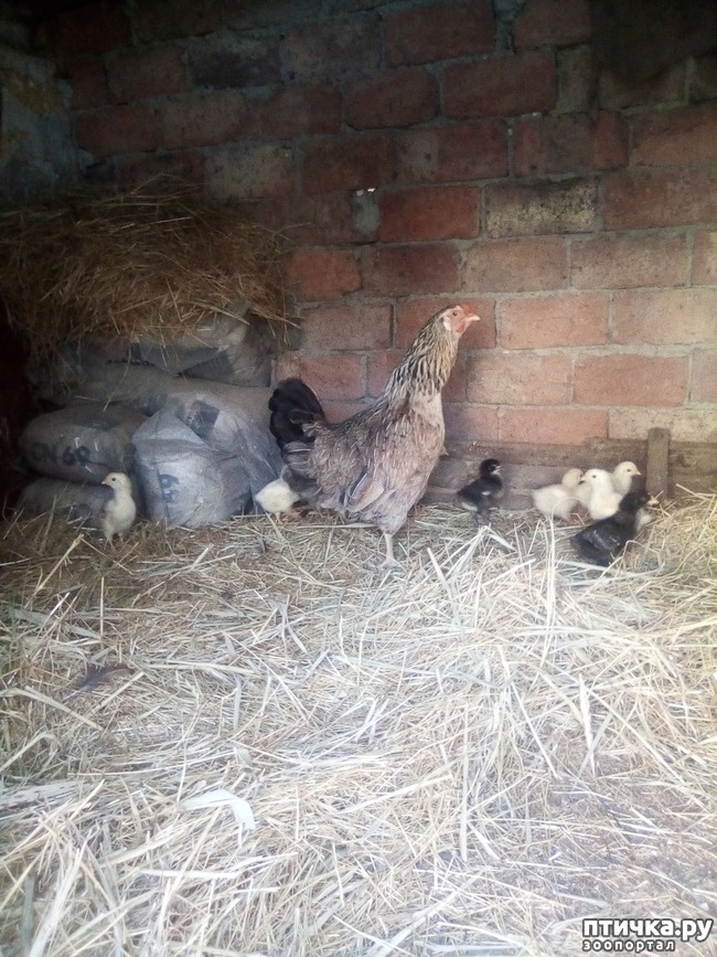 ���� 8: ��� �������, ������������!!!