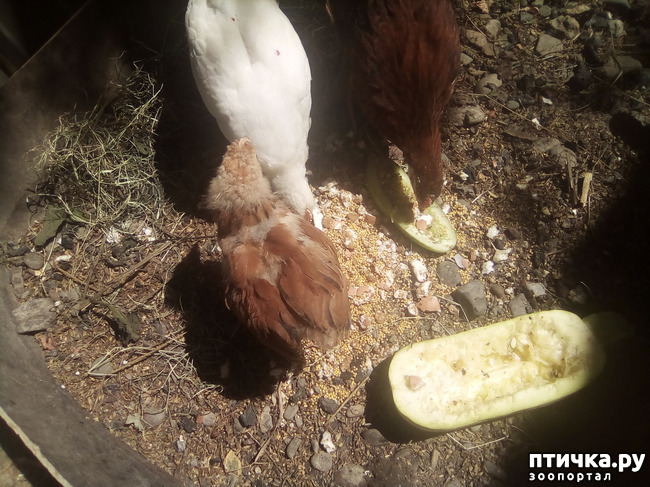 ���� 11: ��� �������, ������������!!!