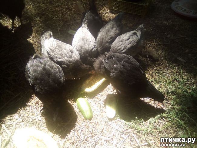 ���� 15: ��� �������, ������������!!!