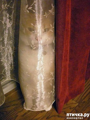 ����: ����� ������� - ����� ����