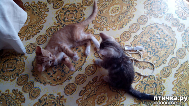 ���� 6: ������ �� �������� ��� ������