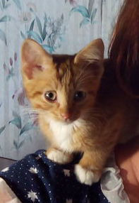 ���� 7: ������ �� �������� ��� ������