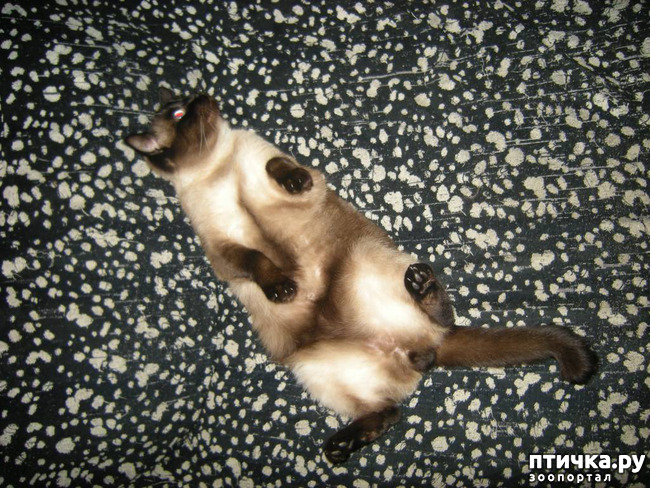 фото 8: Загибы на кончиках хвостов у сиамских кошек