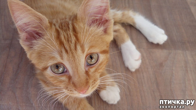 ���� 4: ������ �� �������� ��� ������