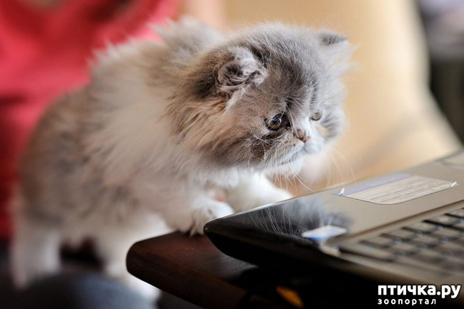 ���� 6: ���� �� � ����� ��� ��������: ������� �����.