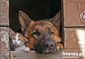 ����: ��� � ��