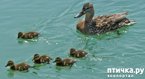 ����: �������� �� ������