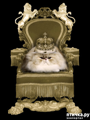 ����: ��� �������? �����.