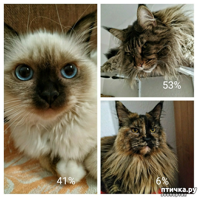 ���� 2: ��� �������? �����.