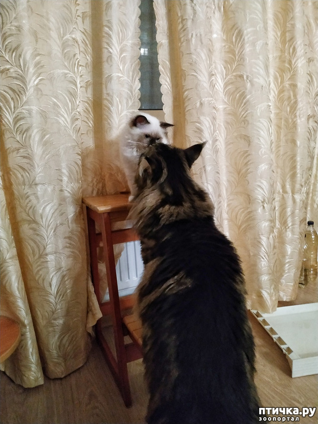 ���� 4: ��� �������? �����.