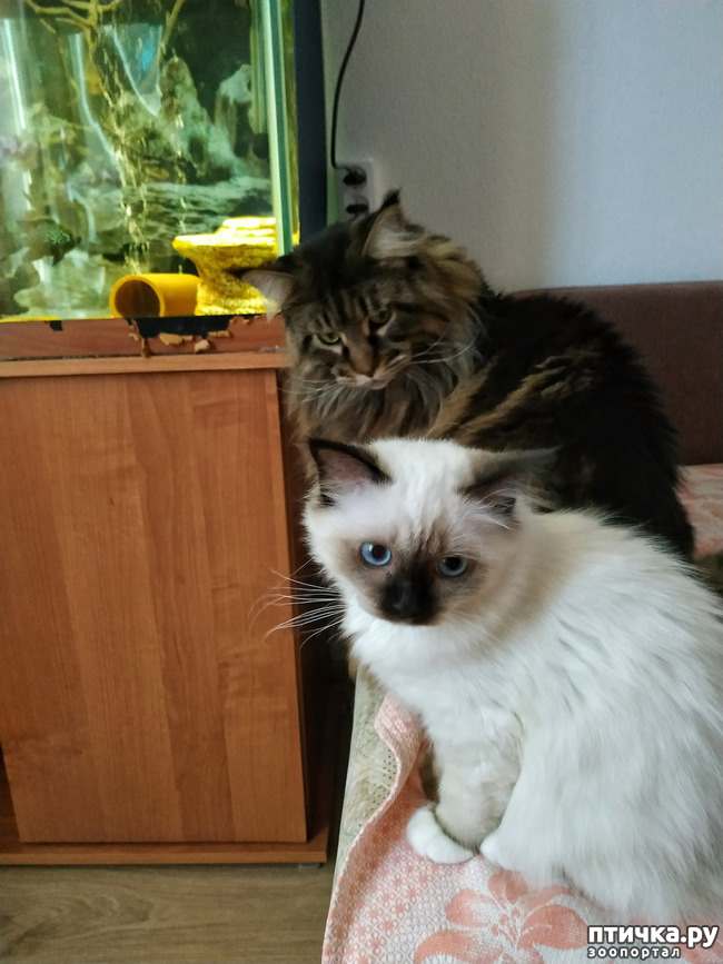 ���� 8: ��� �������? �����.