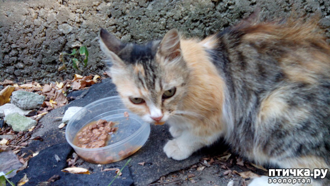 ���� 5: ������, ��� �����...