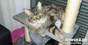 ����: ����������� ����� ����������� ����