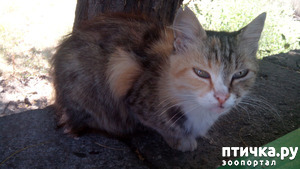 ����: ������, ��� �����...