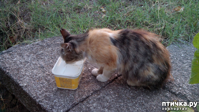 ���� 3: ������, ��� �����...