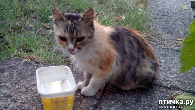 ���� 4: ������, ��� �����...