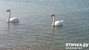 ����: ������� � ��������