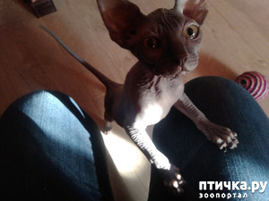 ����: �����.