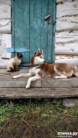 фотография: Агрессия (ревность) к чужим детям, которые играют с нашим сыном фото: Агрессия (ревность) к чужим детям, которые играют с нашим сыном