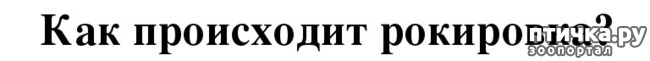 фото 4: Благородный Мартин, или вынужденная рокировка.
