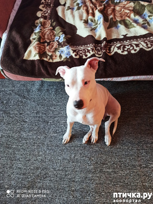 фотография: Чистая ли порода стафорда? фото: Чистая ли порода стафорда?