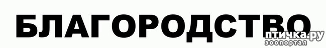 фото 1: Благородный Мартин, или вынужденная рокировка.