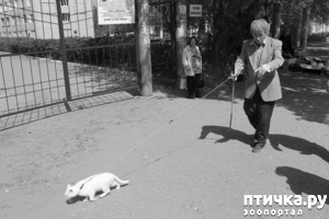 фотография: СТРАННЫЙ ПОВОДЫРЬ ЧЕЛОВЕКА В ТЕМНЫХ ОЧКАХ фото: СТРАННЫЙ ПОВОДЫРЬ ЧЕЛОВЕКА В ТЕМНЫХ ОЧКАХ