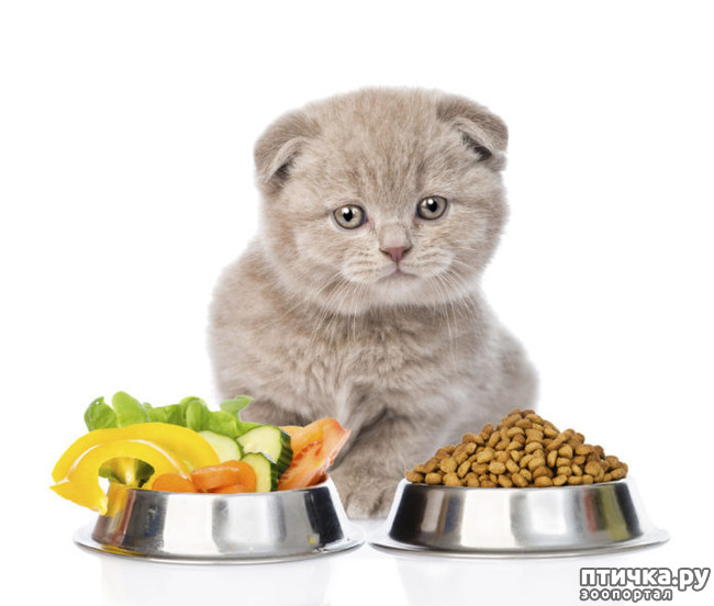 ���� 1: ������� ������� ���� (����� ����� �� ������)