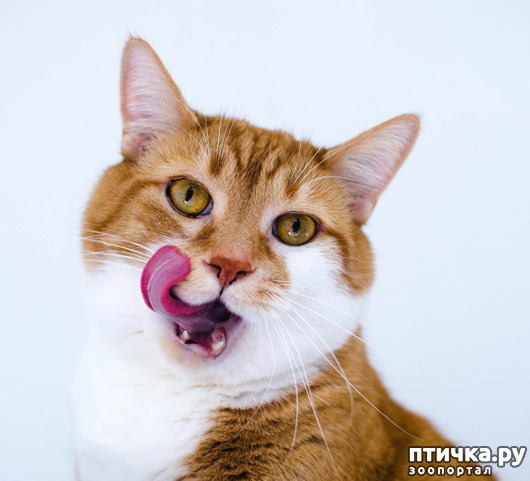 ���� 3: ������� ������� ���� (����� ����� �� ������)