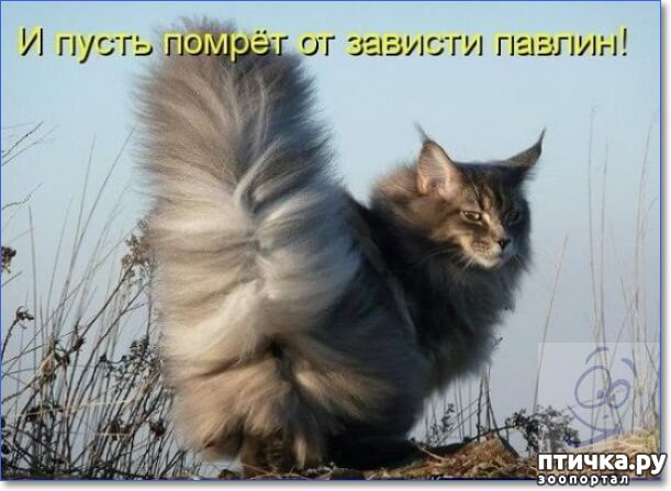 ���� 11: ��������, �� ��� ��������?! ���������� ����� ( ���������� �� ���������).