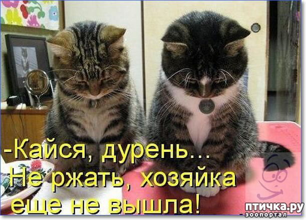 ���� 12: ��������, �� ��� ��������?! ���������� ����� ( ���������� �� ���������).