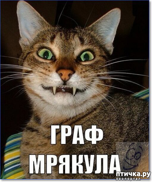 ���� 15: ��������, �� ��� ��������?! ���������� ����� ( ���������� �� ���������).