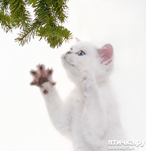 ����: �������� ����, ��������...