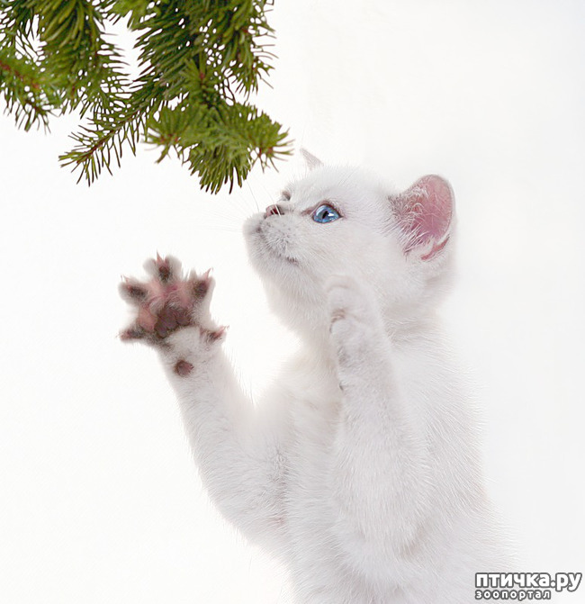 ���� 1: �������� ����, ��������...