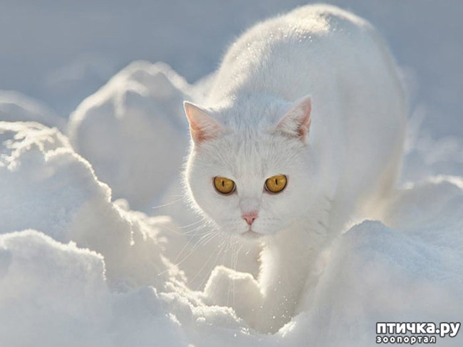 ���� 8: �������� ����, ��������...