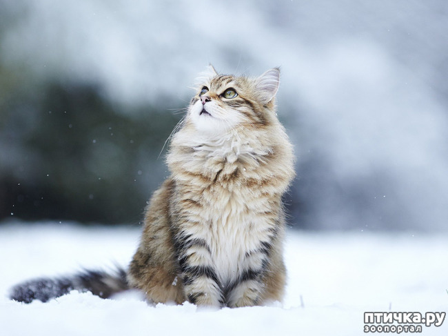 ���� 14: �������� ����, ��������...