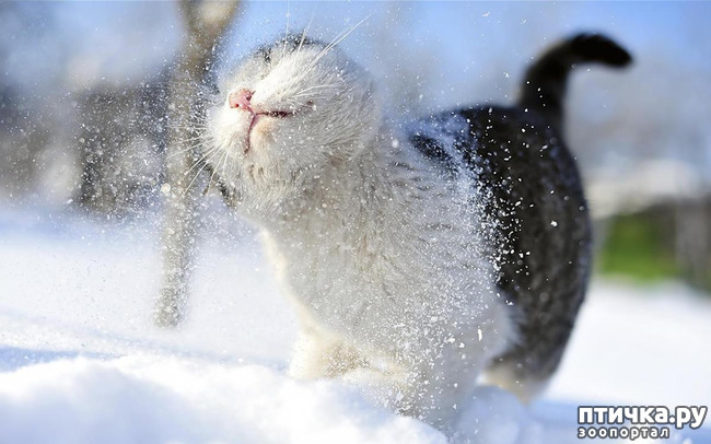 ���� 16: �������� ����, ��������...