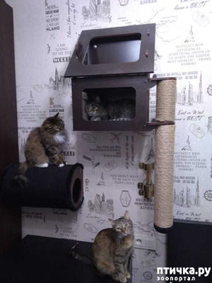 ����: ��������.