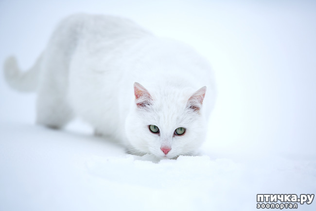 ���� 19: �������� ����, ��������...