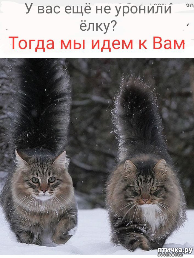 ���� 21: �������� ����, ��������...