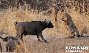 фотография: Кто дурак!? фото: Кто дурак!?