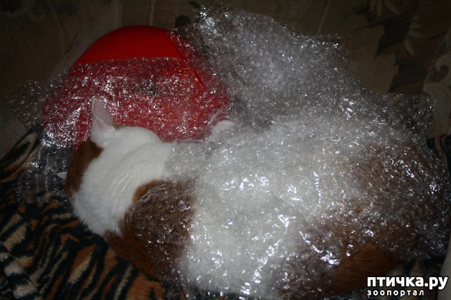 ���� 1: � � ��� ��� � ��������-����������� ������)))