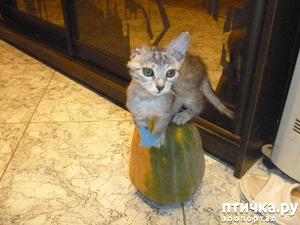 ����: ��������� �������������