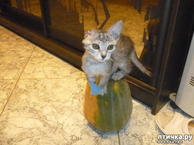 ���� 1: ��������� �������������