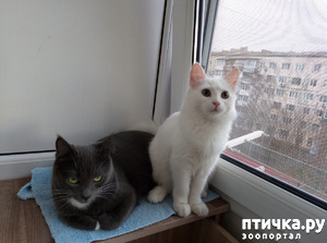 ����: ��������� �����������