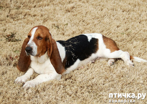 ����: �������� ��������. ������� ������� ����