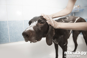 ����: �������� - ������